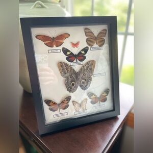 Framed Butterfly Collection Display